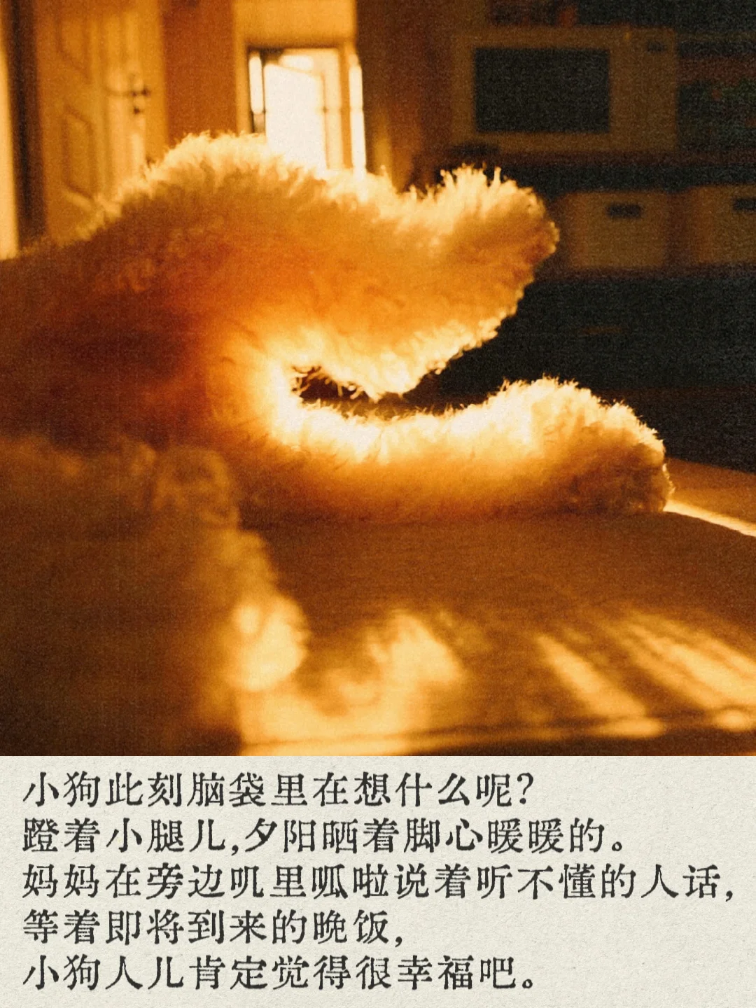 小狗能感受到幸福的 对吧！🧡⋆˙⟡♡✧˖° '◡'