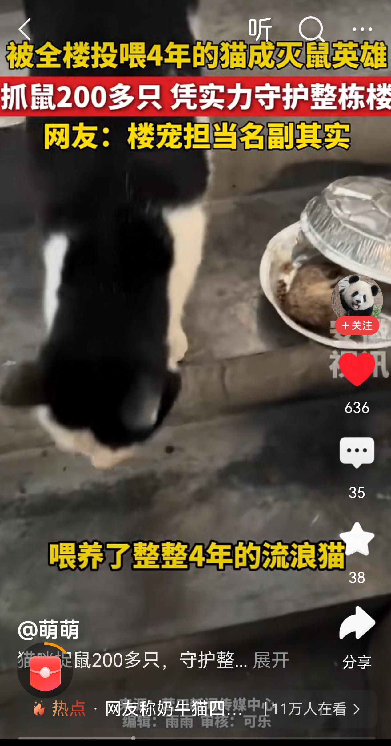 看到这只猫，想到了我曾经喂的小黄，那时小黄也逮老鼠，可是就因为有个邻居嫌流浪猫脏