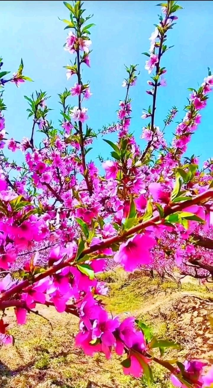 春风更比帝王骚，
掀起柳裙空中飘，
转身又吻桃花面，
………？

上联：柳绿桃红