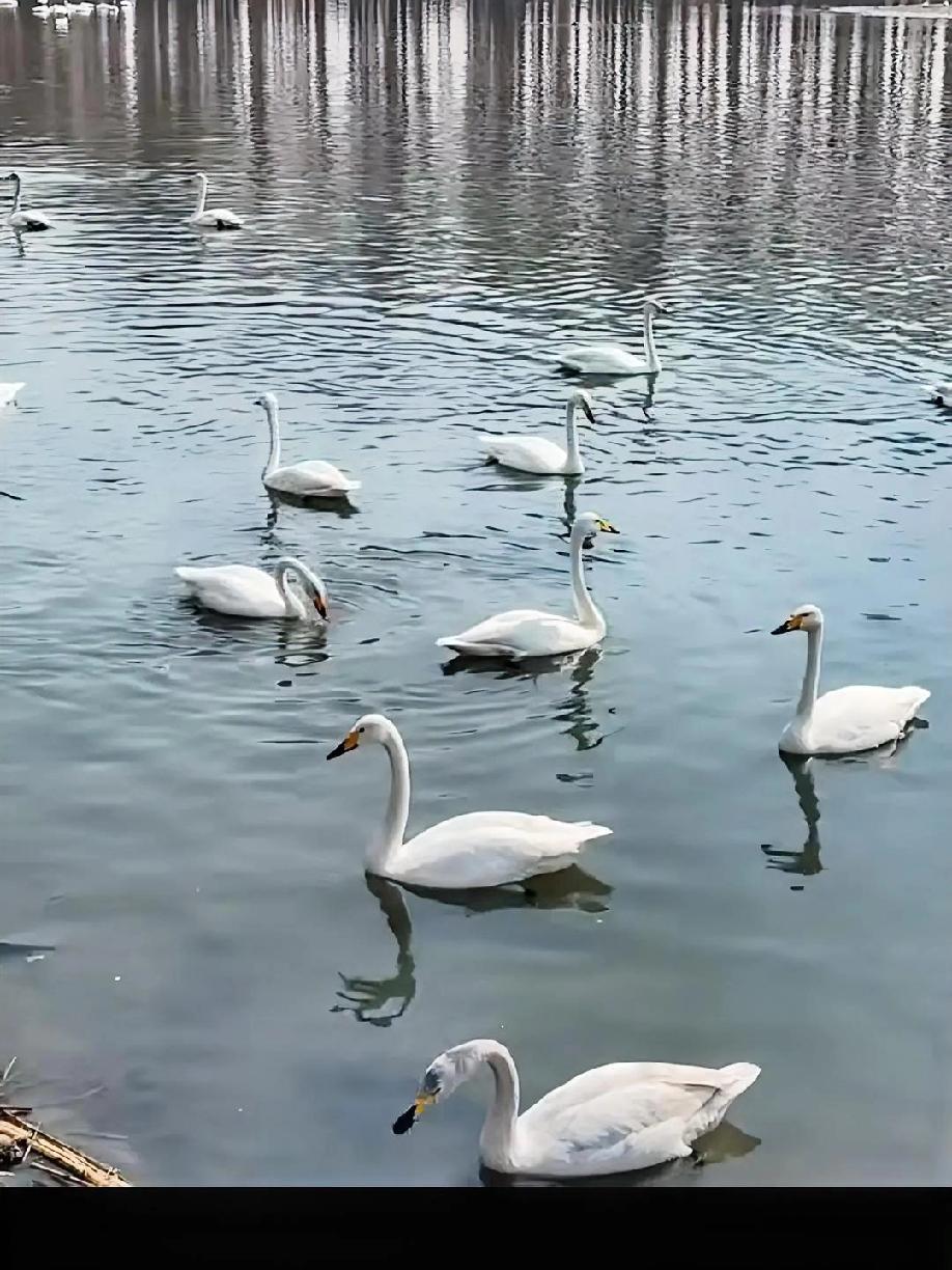 我们这里有个佛寺水库，最近来了好多好多天鹅。
今天没啥事，带着亲家母和孩子一起去