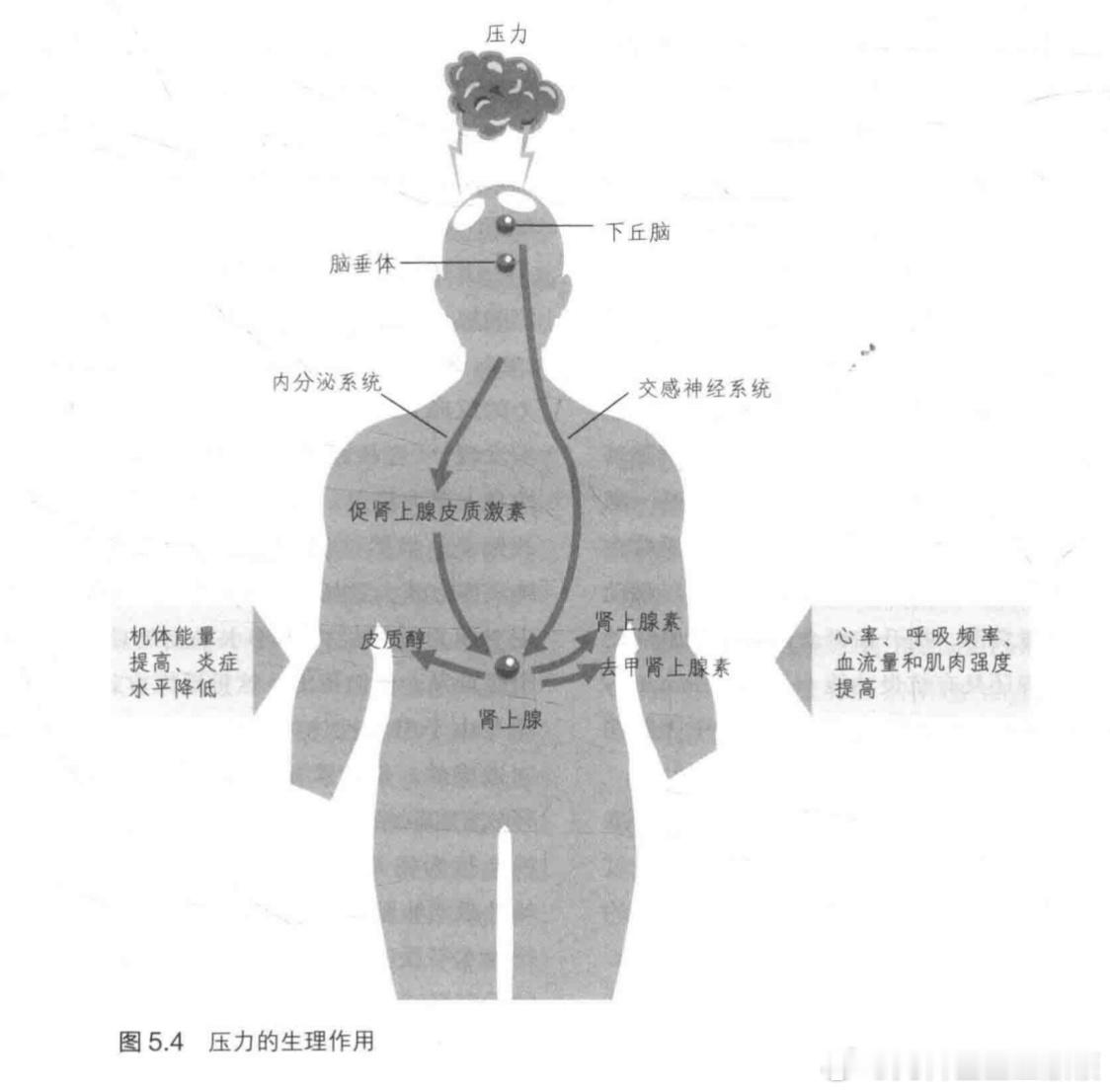 诊室故事232·压力大会引起早发育吗？影响早发育的因素很多，基因、孕期情况、出生