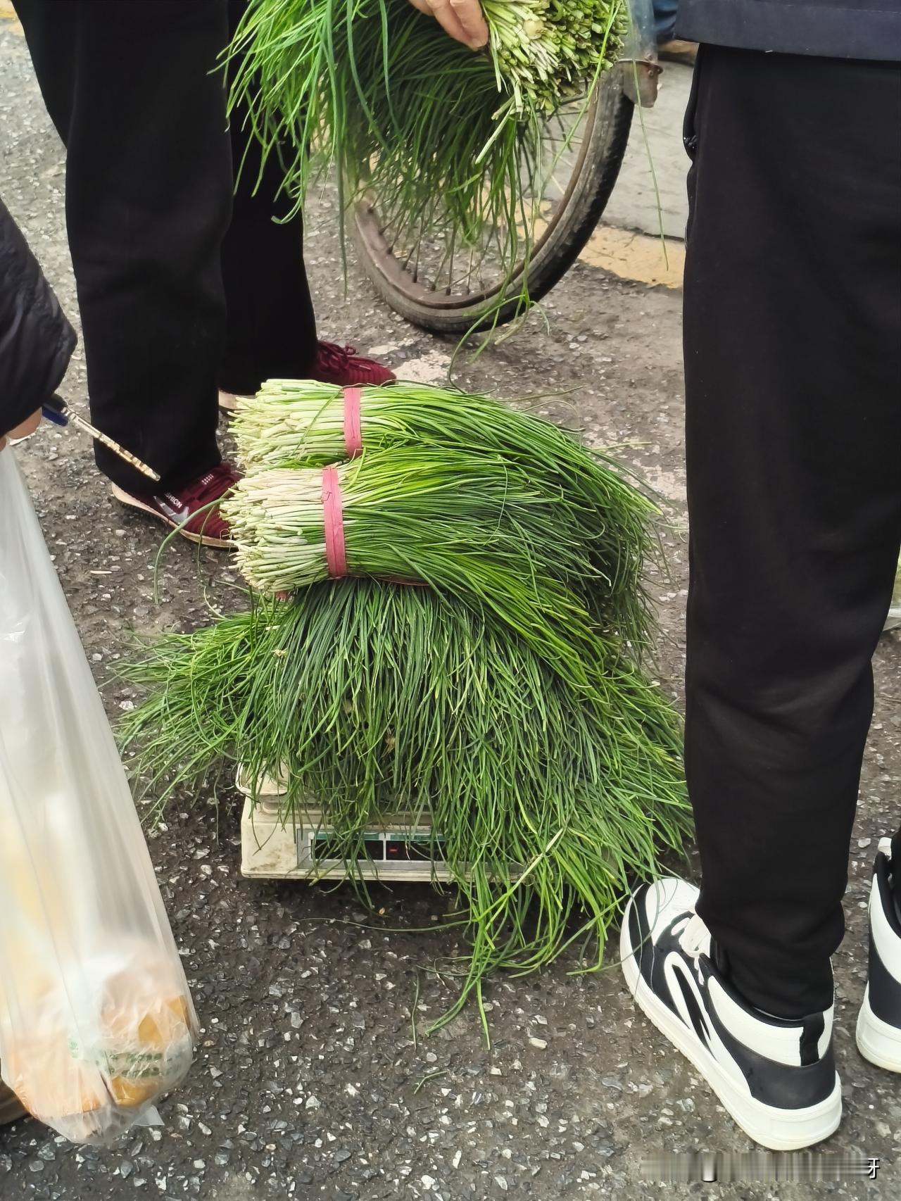 湖北应城，应城本地的朋友来说一下，应城怎么这么多的野韭菜呀，而且还都是纯野生的，