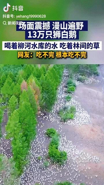 打工人每天挤着早高峰地铁、吃着十几块的外卖，黑龙江却有位老哥一口气养了13万只大