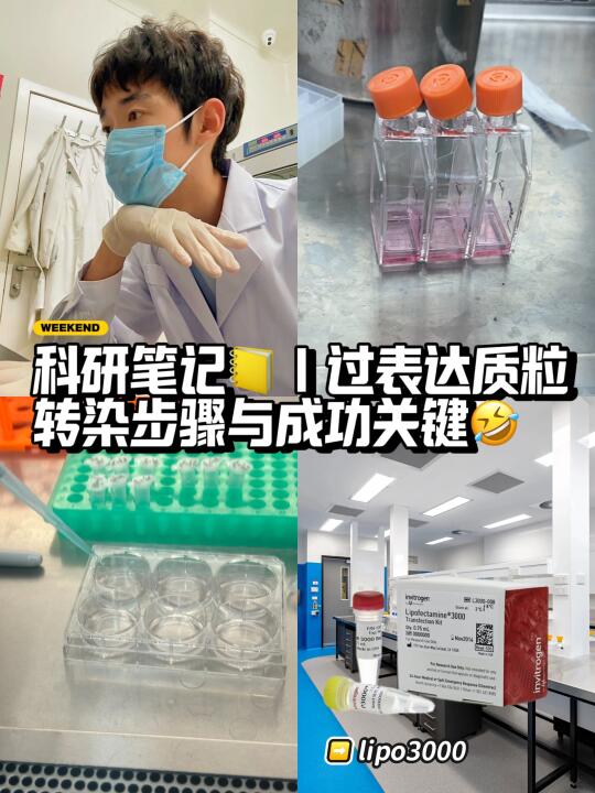 科研笔记📒｜过表达质粒转染步骤与成功关键
