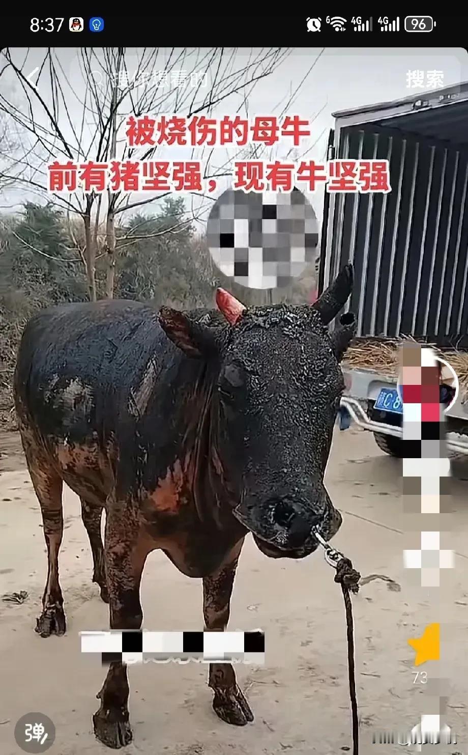 万物皆有灵性，这头牛死里逃生依然不忘回来找他的主人，贵州山火猛烈，在山上吃草的牛