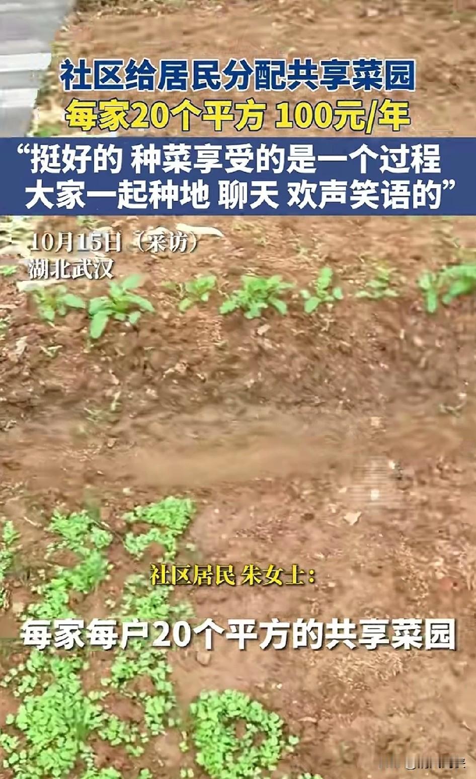 武汉一社区给居民分配共享菜园，
每年100块钱20平方，你羡慕了吗？
我想说给我