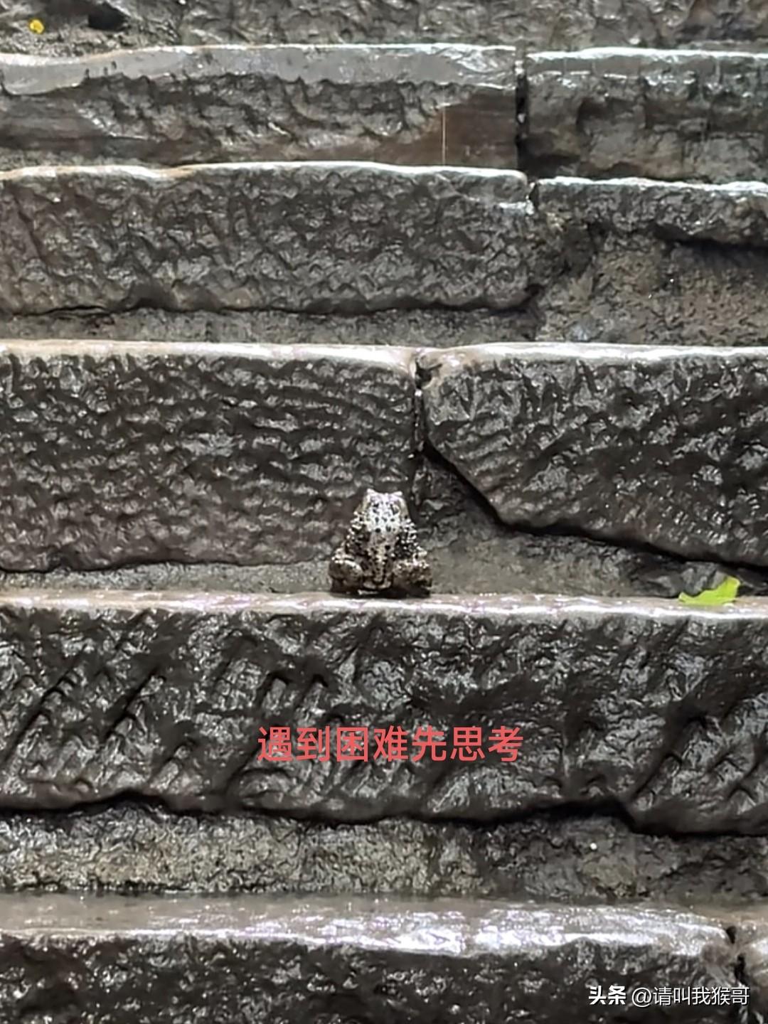 其实人生很多的道理，从动物那里也可以领悟