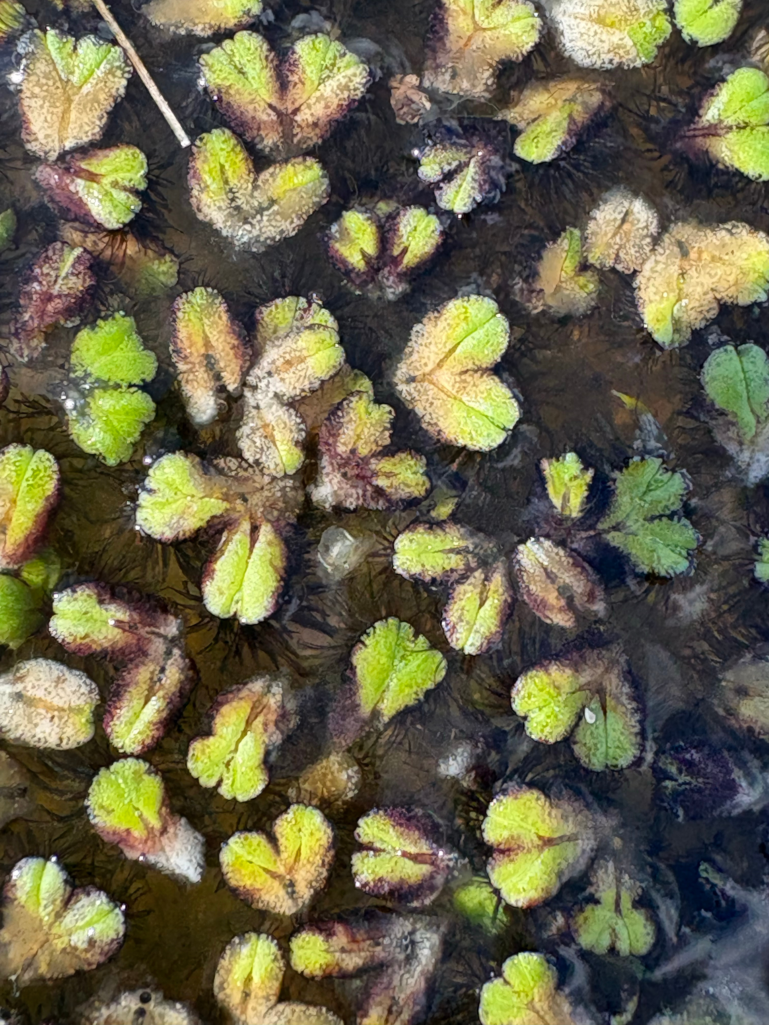浮苔少数能水生的苔类植物很神奇奇妙生物圈  ​​​