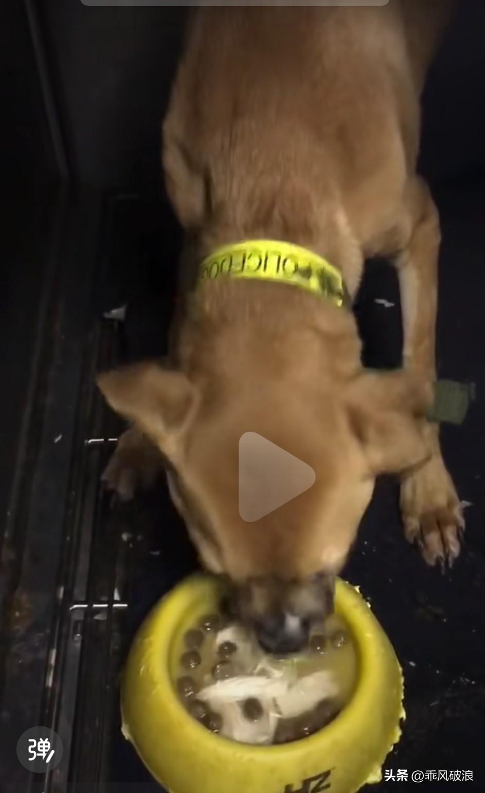 狗狗呕吐拉稀，主人为了不让它死那么快，坚持几天煮鸡蛋清喂它吃，后来它劲然自己会吃