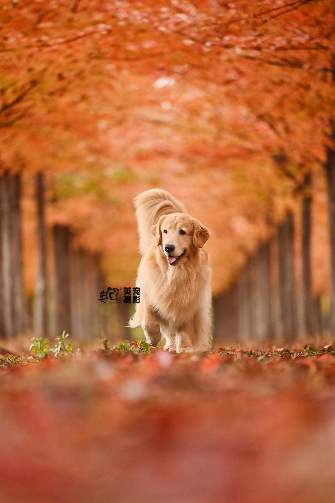 亚宠展开始啦！！
英宠在E1K57 等你
8折预约，全国有效，拍一套送一套
来啦