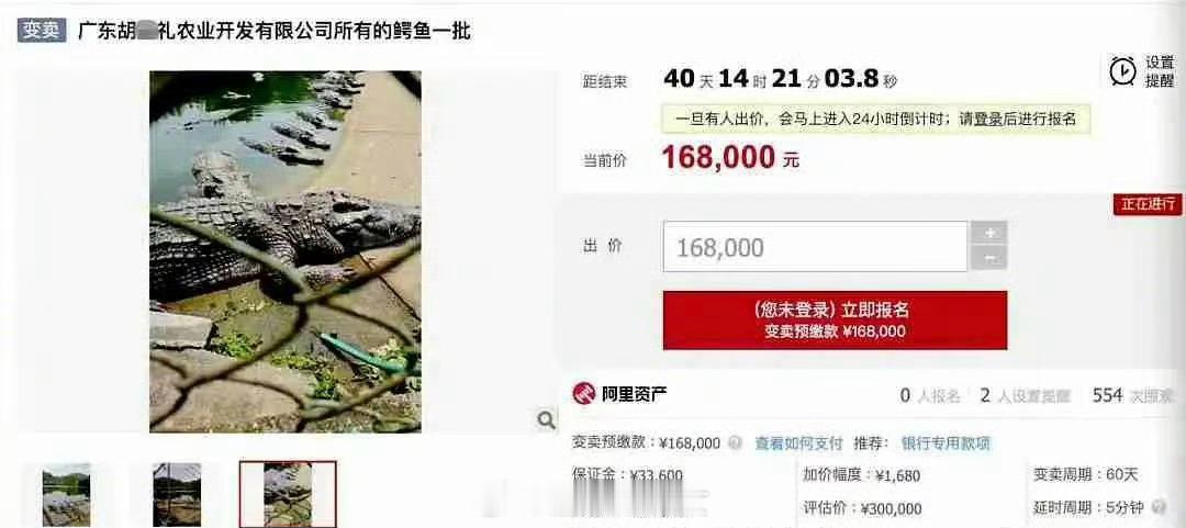 您的鳄了么订单需到场自提 硬核拍卖，67元/斤活体鳄鱼，但得自己动手抓[吃瓜] 