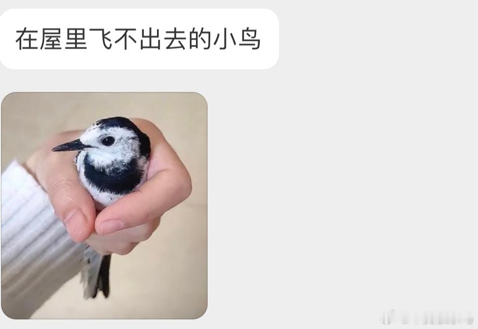 #鸟粉投稿# 把握良鸡环节在屋里迷路的【白鹡jí鸰líng】《从百草园到三味书屋