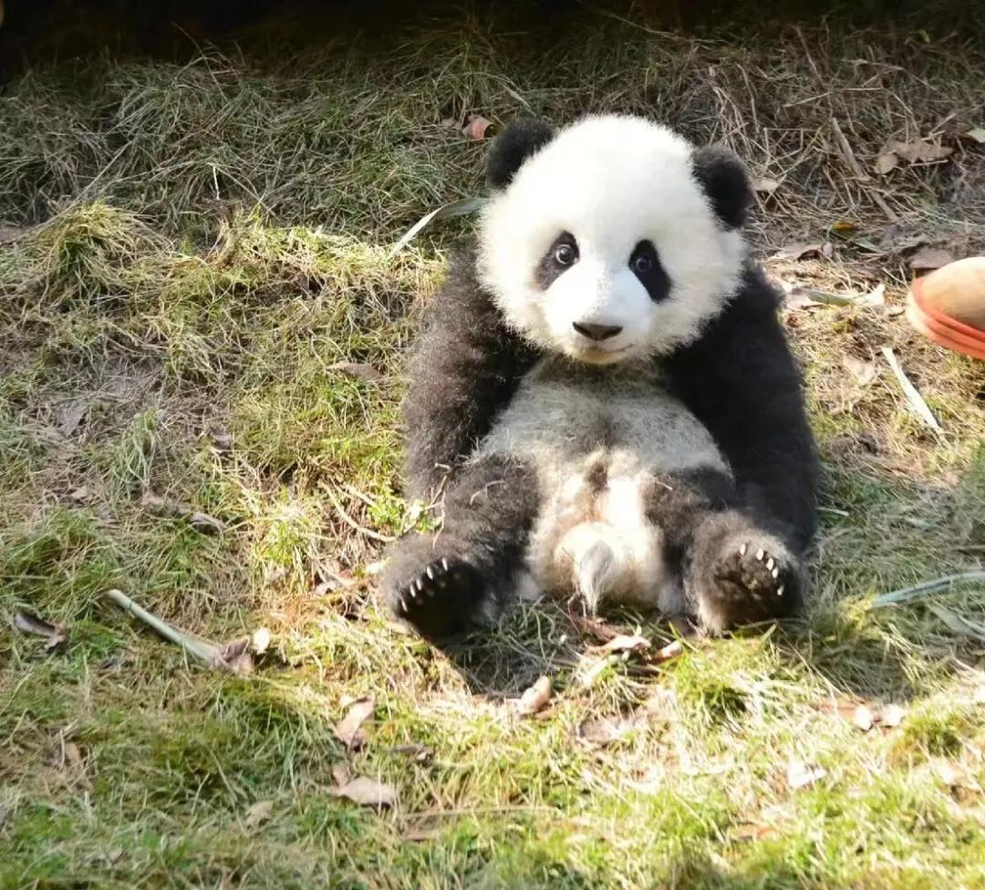 么么儿真的从小帅到大！[比心][比心][比心]
而且性格又好！