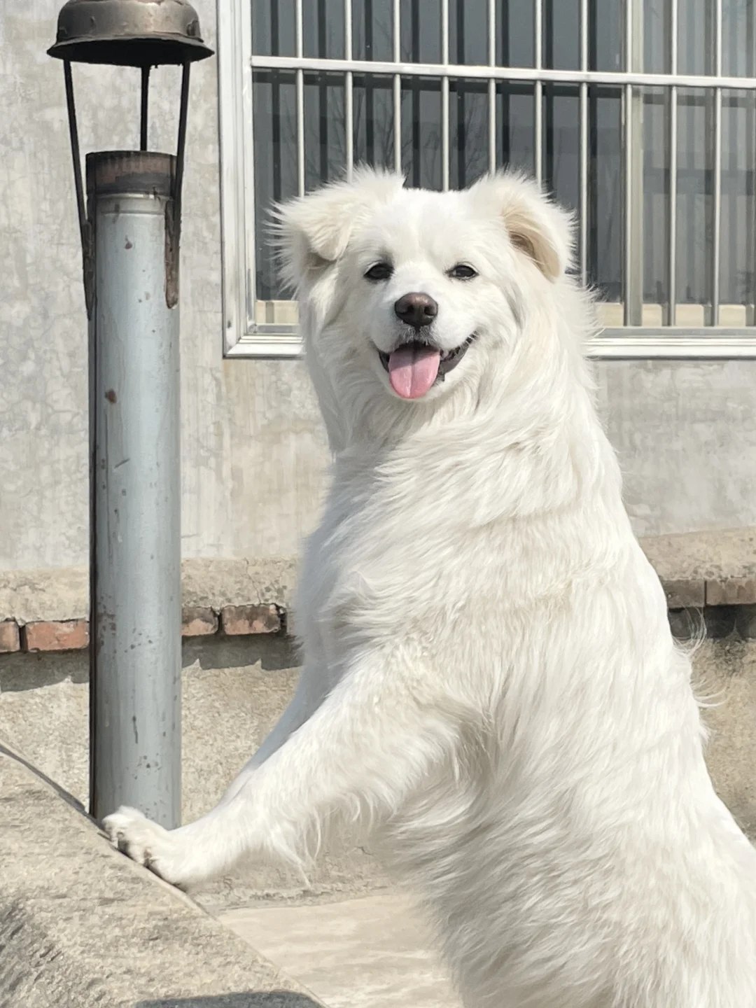 ee们 妈妈说我是头小猪 这是尊嘟假嘟？
