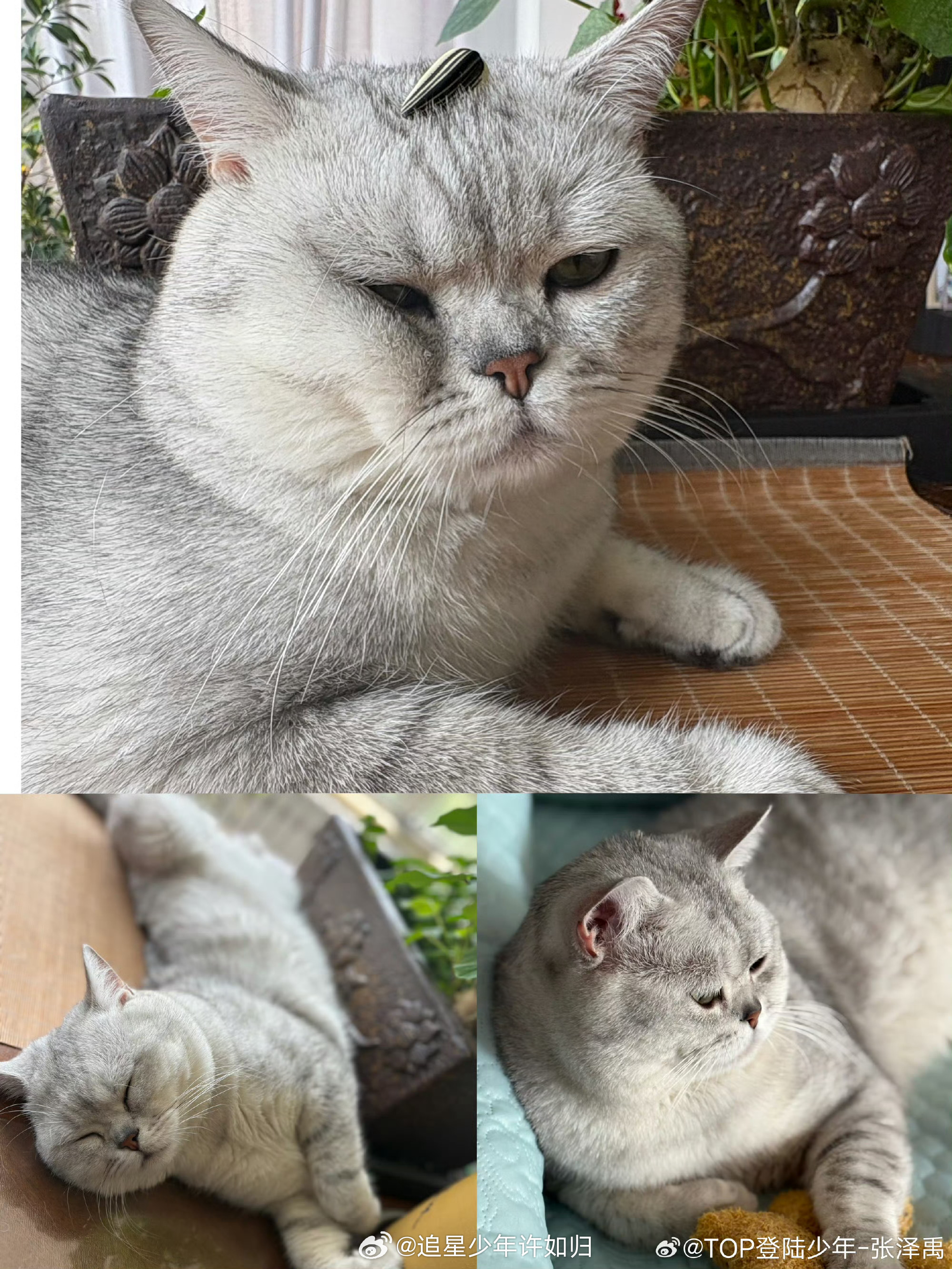 张泽禹一模一样的猫养两只 两只小猫到家一周年！张泽禹分不清它们但爱一点没少，会认