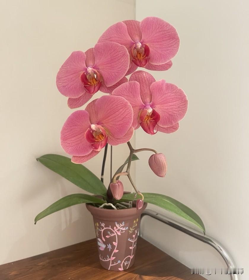 Taoshi 桃丝
花花开会！
＃慢下来的时光
集合！让我也看看大家的花花。
美