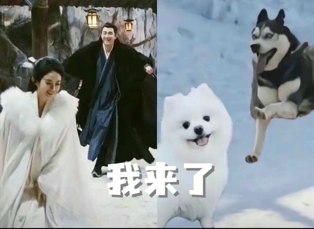 #赵丽颖林更新表情包##赵丽颖林更新同款狗狗表情包#赵丽颖林更新同款狗狗表情包，