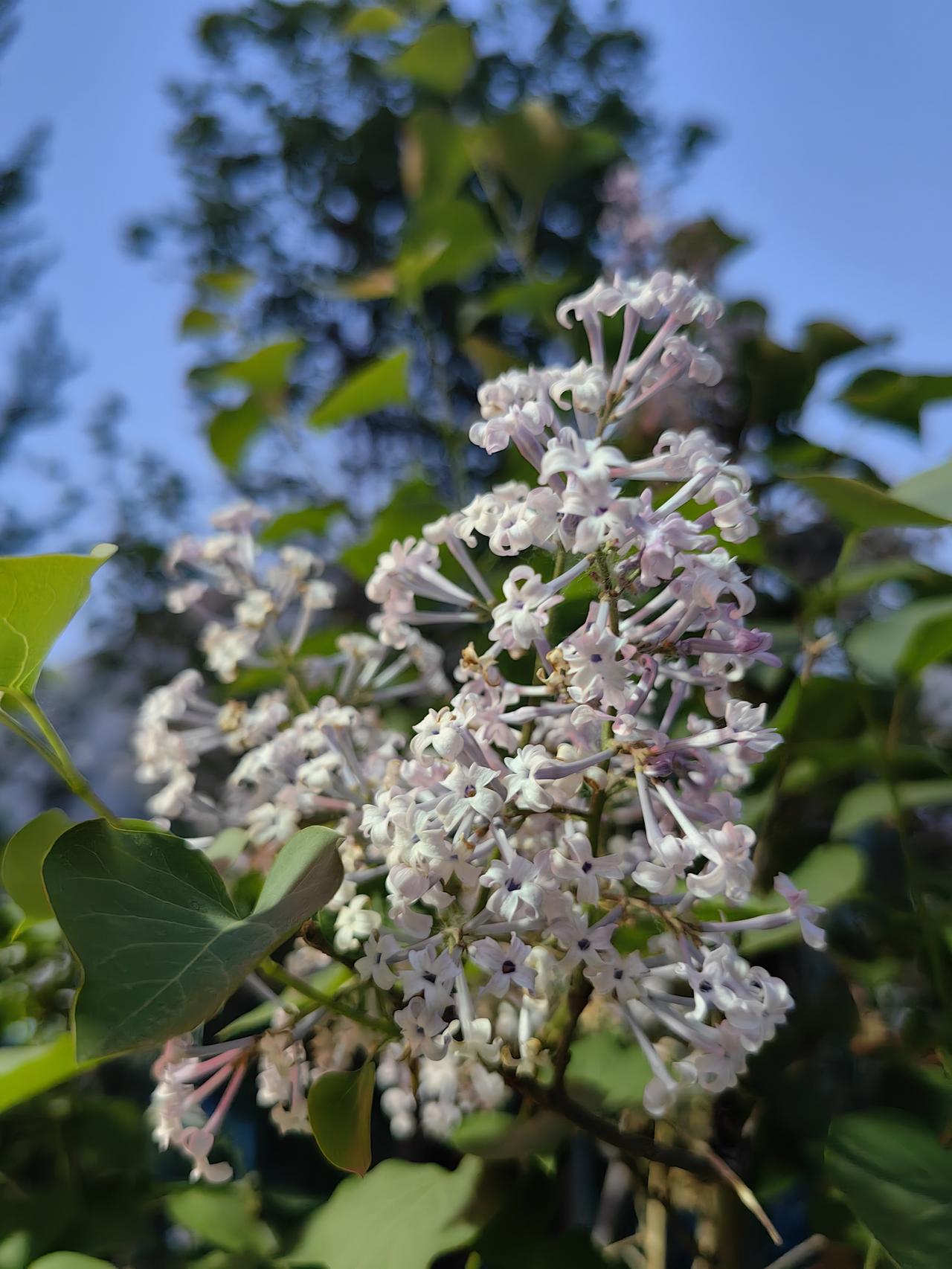丁香花
我想把她的清香一起打包发送