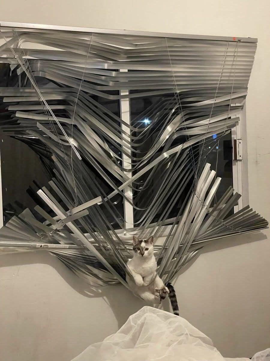 猫猫：破坏就是艺术 ​​​
