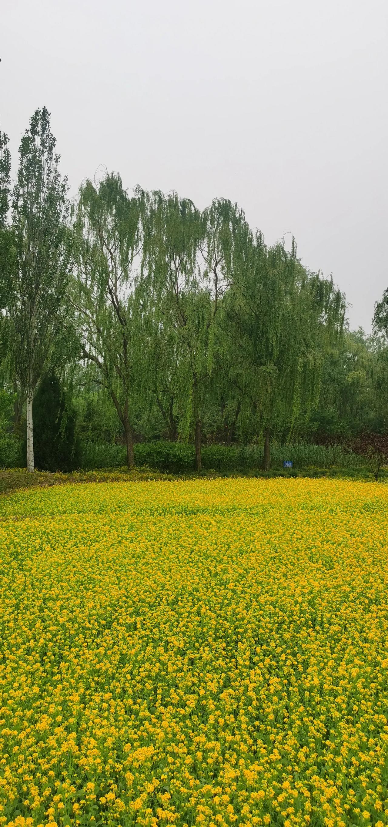 一片美丽的黄色花田，绿树环绕，好美啊！