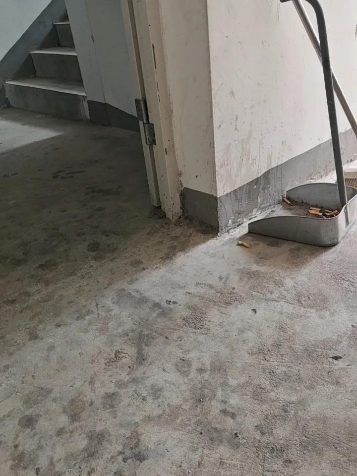 仙人球开花你们见过吗?