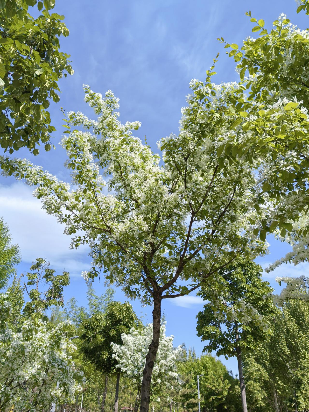 平谷也有了自己的流苏花
在平谷悦景公园西南角有几棵流苏树，现在花开的正好。
流苏