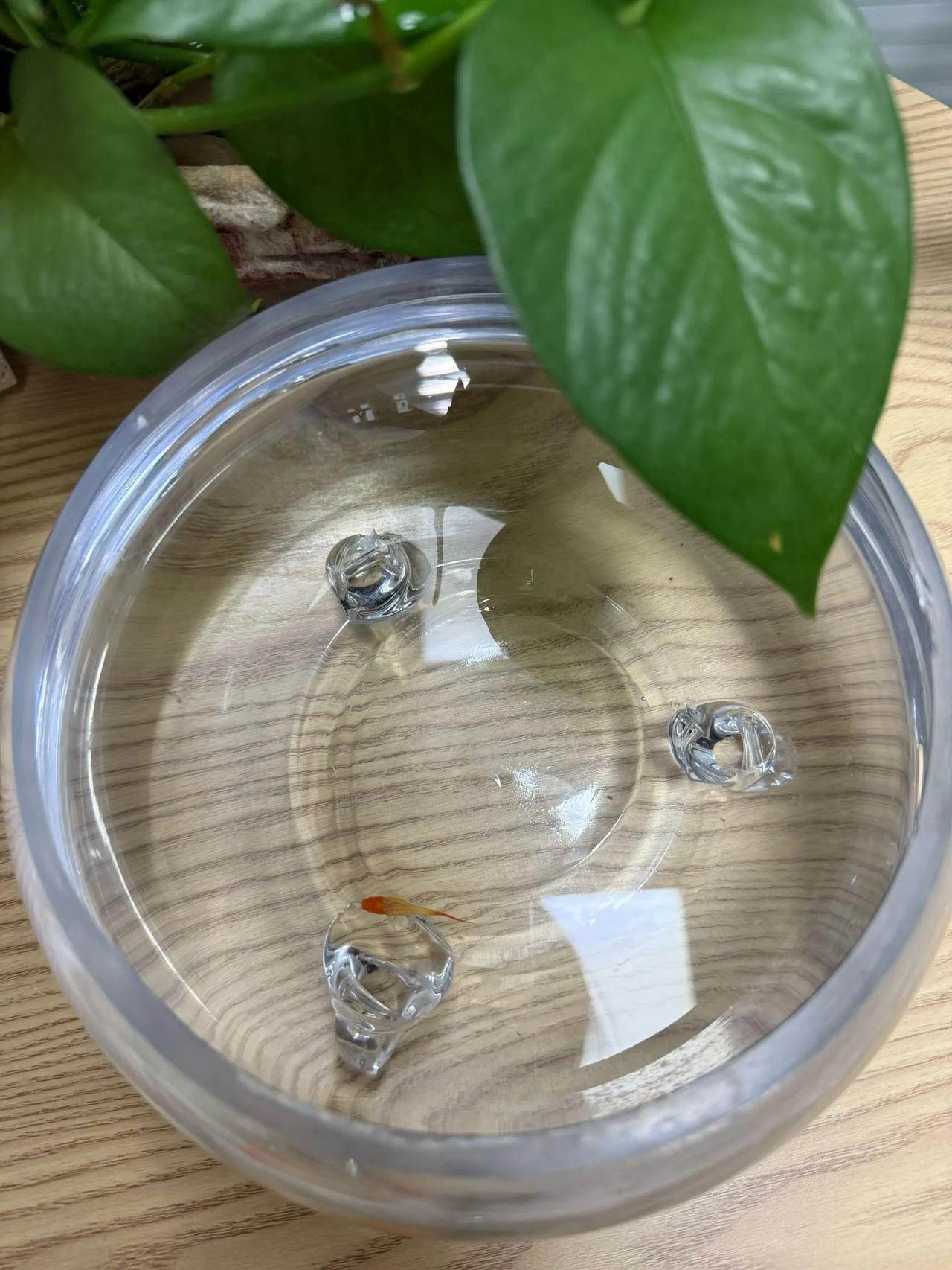 这条小宝贝名叫鱼坚强！
它是我买的大鱼所生的孩子。前几年，我带了7条鱼宝宝到办公