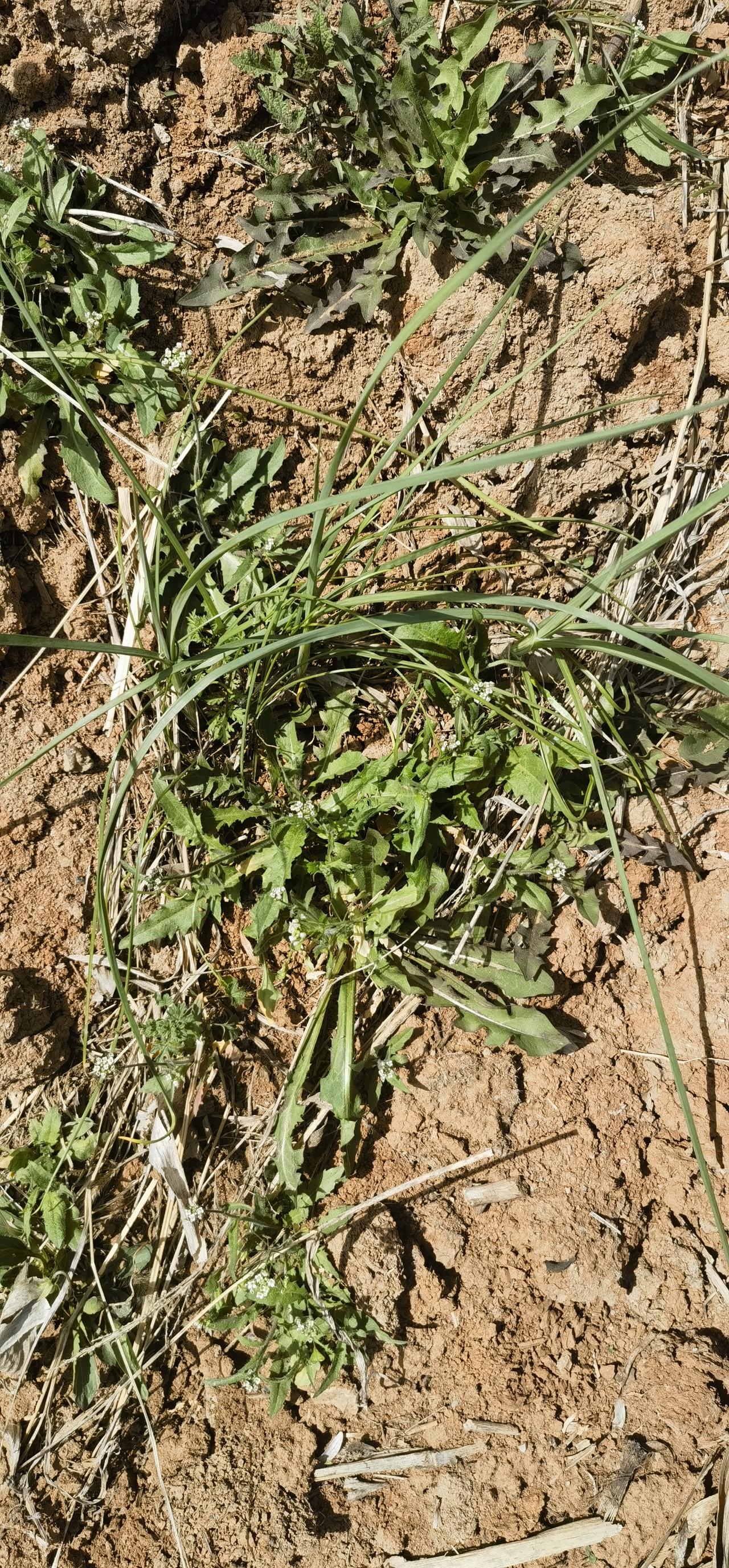 田间地埂的野生美味
小蒜
绝美调味品，香脆可口。