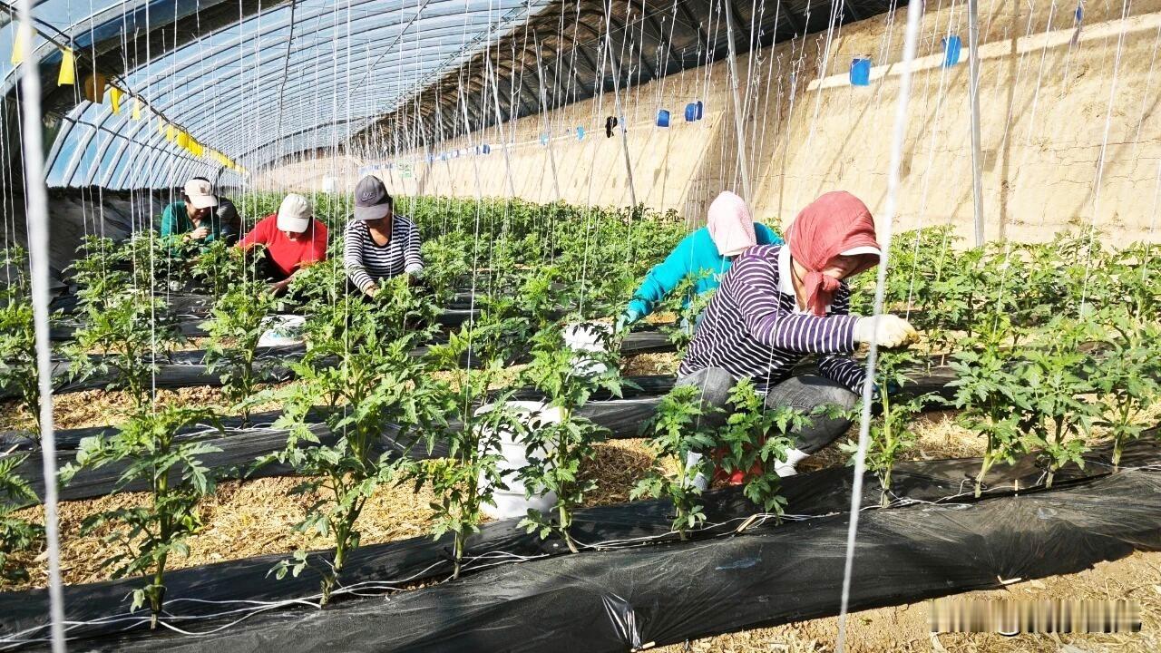 冬日阳光暖洋洋，温室蔬菜管护忙。
阳光透过棚膜洒在翠绿的藤蔓上，
辣椒、番茄、乳