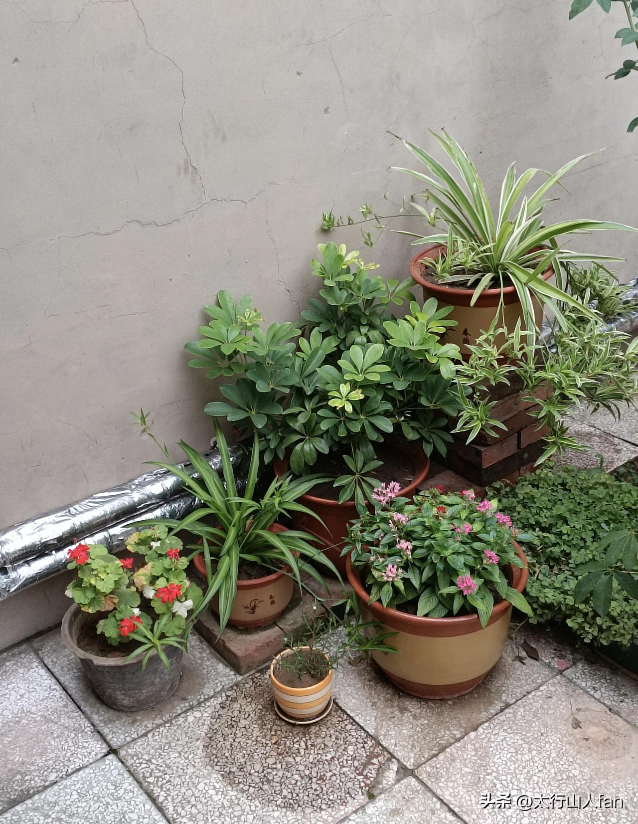 庭院小花园，盆景展示……
今天，用院中红砖把金边吊兰垫起来，要不，吊兰怎么吊。