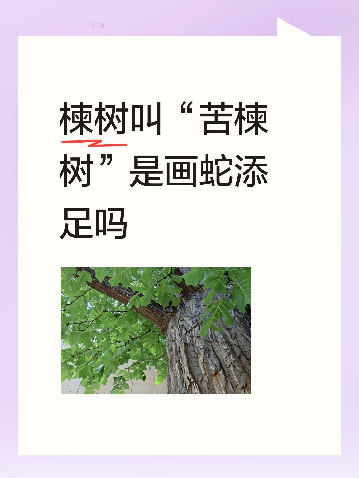 楝树叫“苦楝树”是画蛇添足吗苦楝树生长慢，是做家具的好材料。因生长慢，不像樟树长