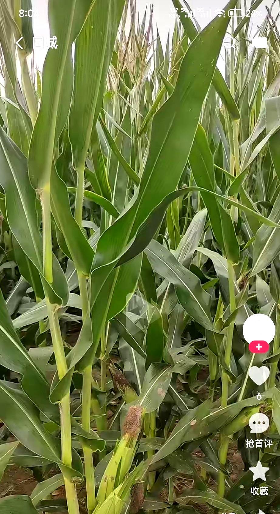 种地也得动脑子，别一瞅见别人家给玉米浇水，你这心里就长草跟着跑！
我刚从自家地里
