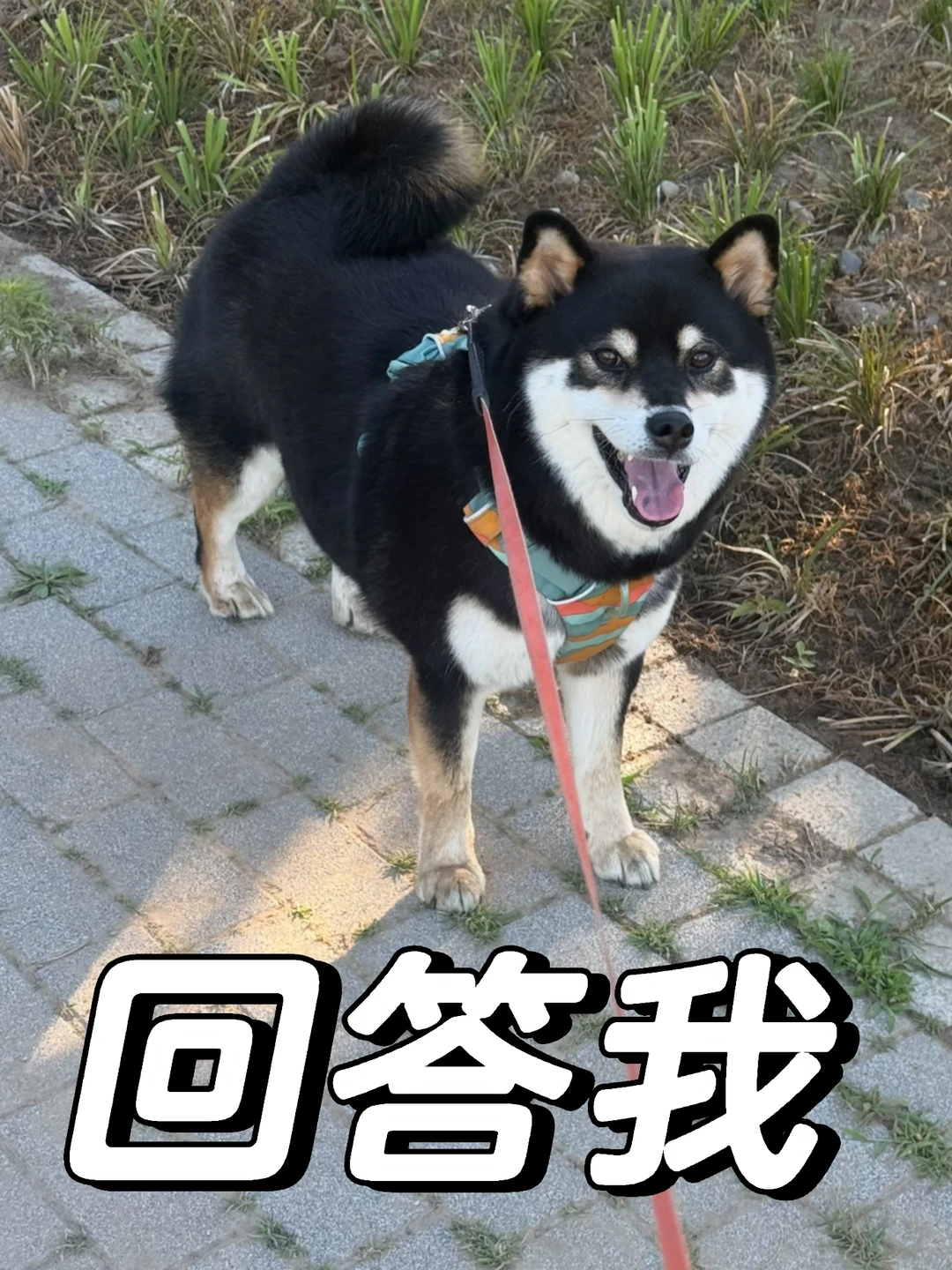 怎么边牧都不牵绳啊