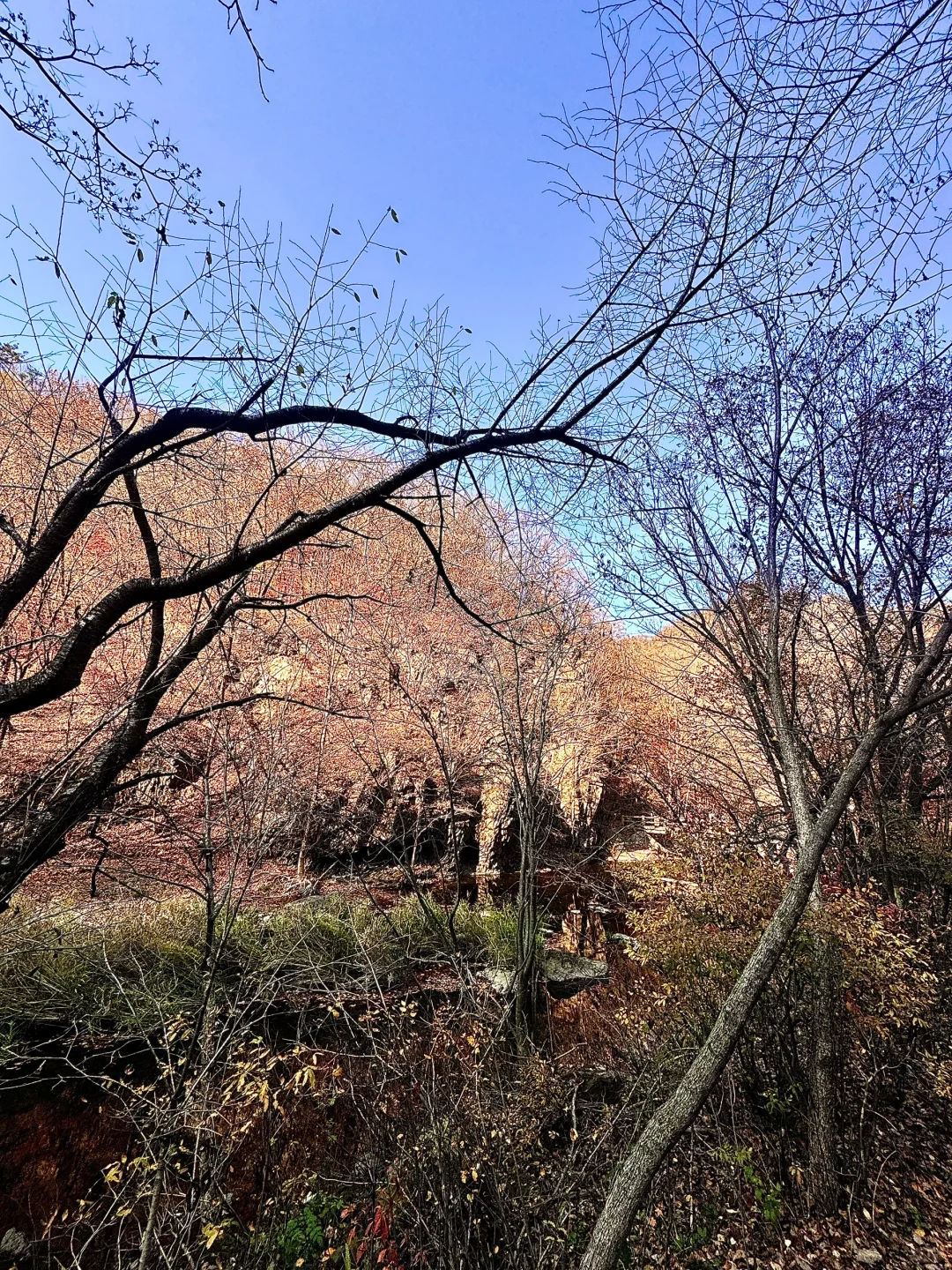 10.16本溪关门山实景 没枫叶了🍁！！！！