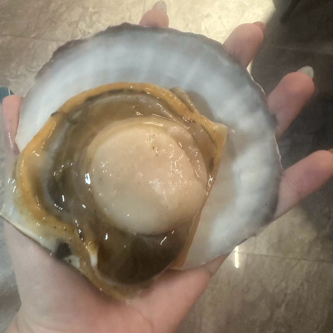 这个扇贝好大啊巨大 