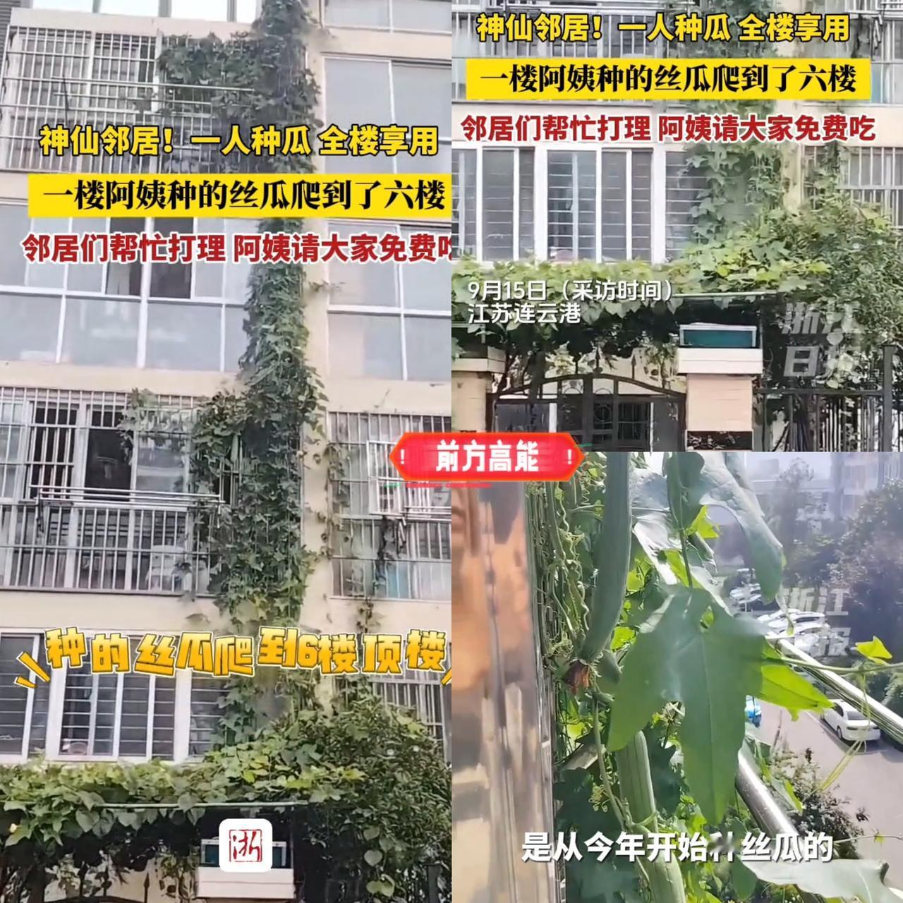 江苏连云港一楼阿姨随手撒的把丝瓜籽，竟长成了串起整栋楼的“暖心绳”！本来就图自己