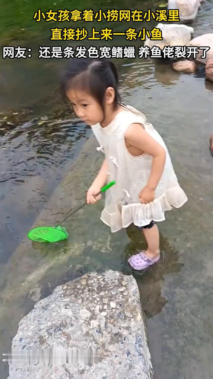 小女孩拿着小捞网在小溪里直接抄上来一条小鱼。网友：还是条发色宽鳍蜡养鱼佬裂开了。