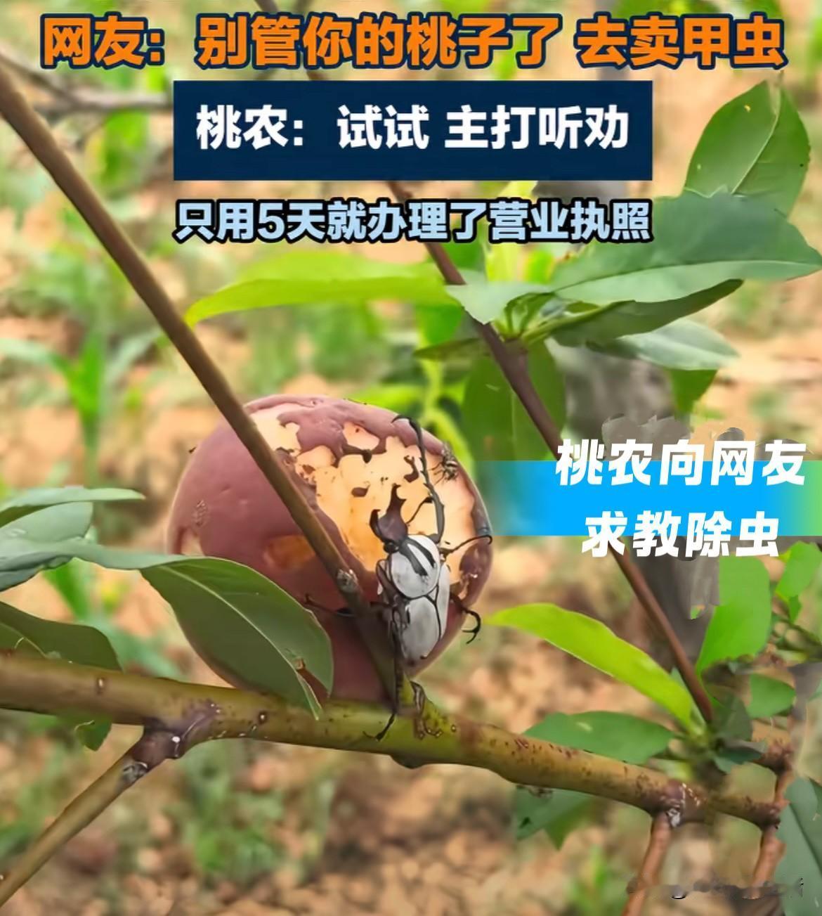 这个桃农被甲虫逼疯后，一个大胆的决定让全网笑翻！网友：这波跨界赢麻了…

这年头