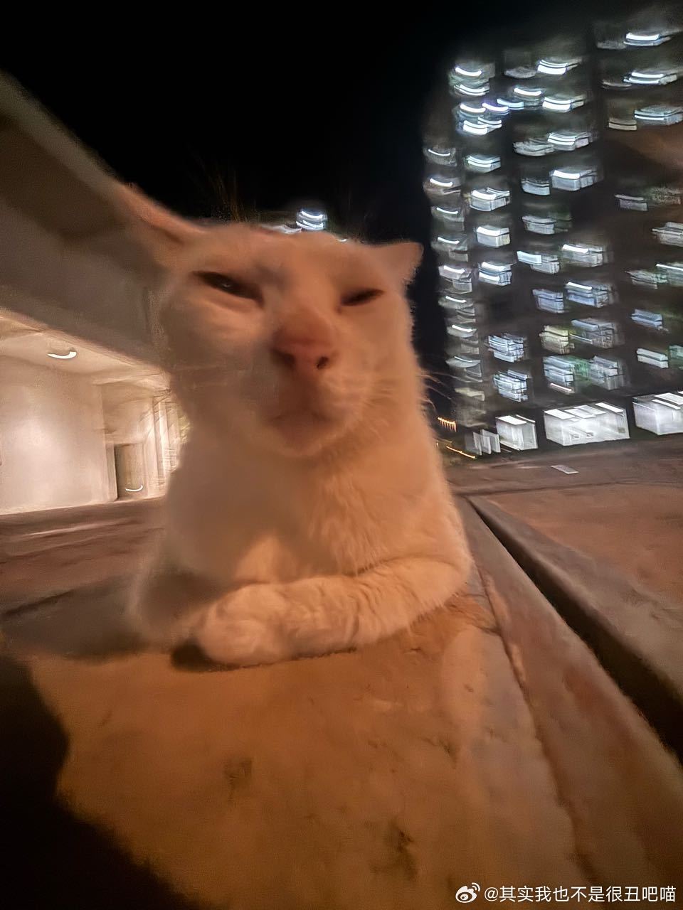49558【丑猫】老汉 