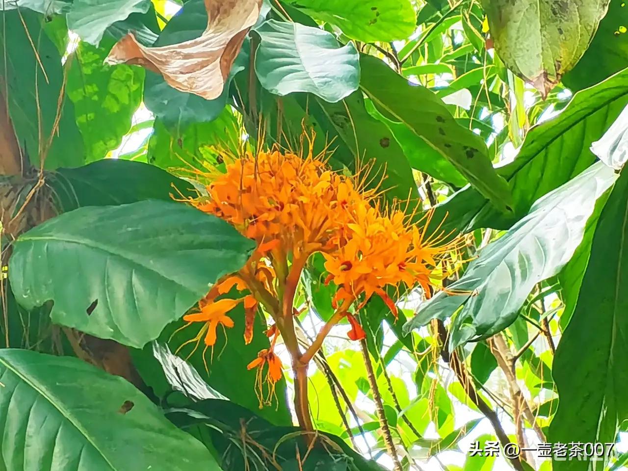 无忧花下的顿悟：人生下半场，拼的是健康与心境！

诸位朋友，今儿咱们说说一桩发生