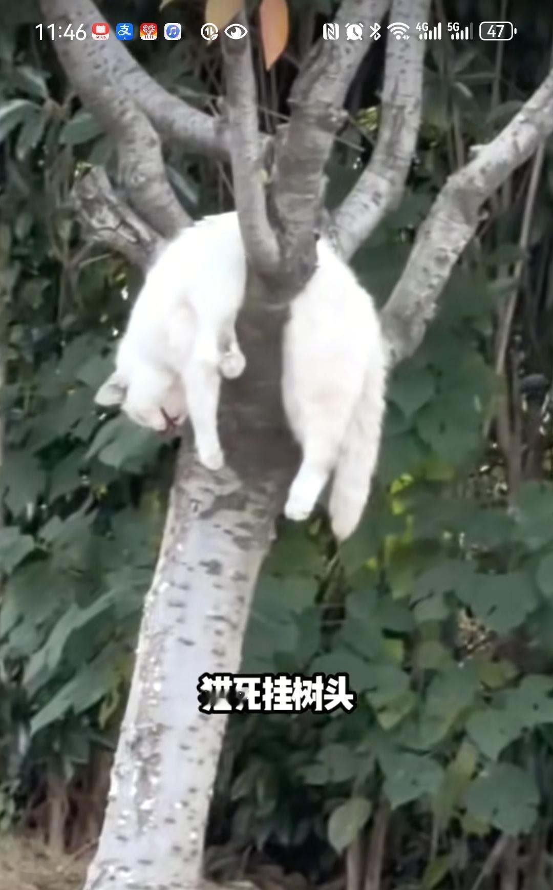 猫狗离世不能土埋？老话是风俗，现实是无奈
 
昨天刷到一段视频，心里挺不是滋味。