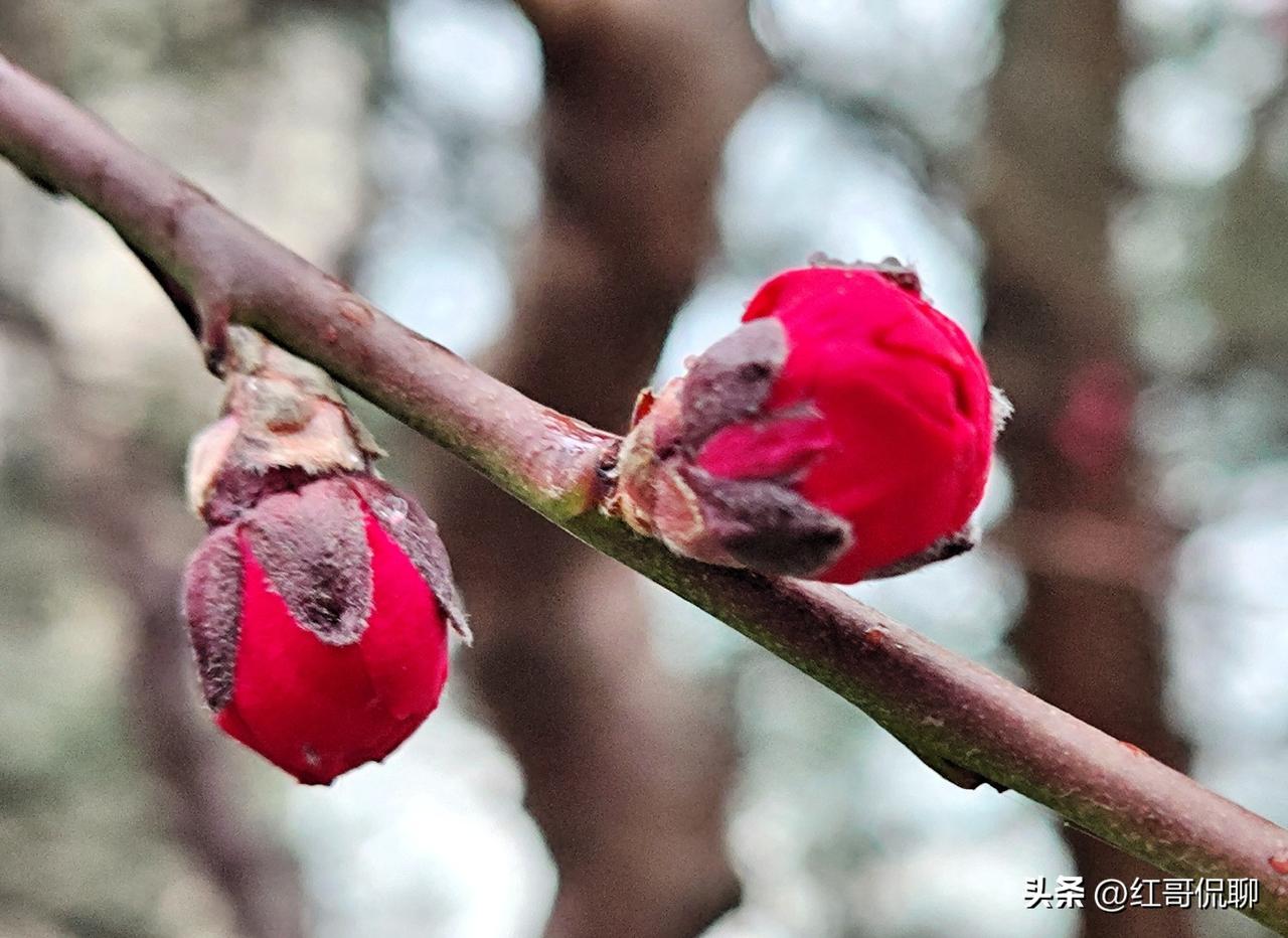 物性各不同，花开有先后！