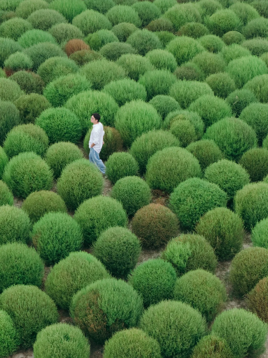 掉入毛球王国🌳闯进昆山"莫奈花园"