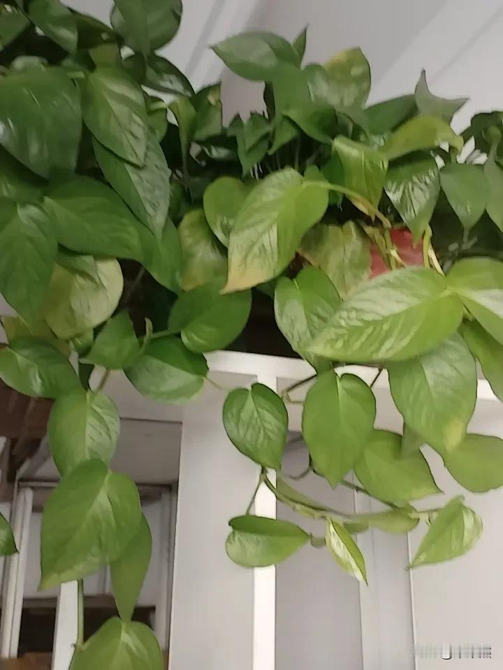 看，我把绿萝放在货架上了，看起来相当整齐