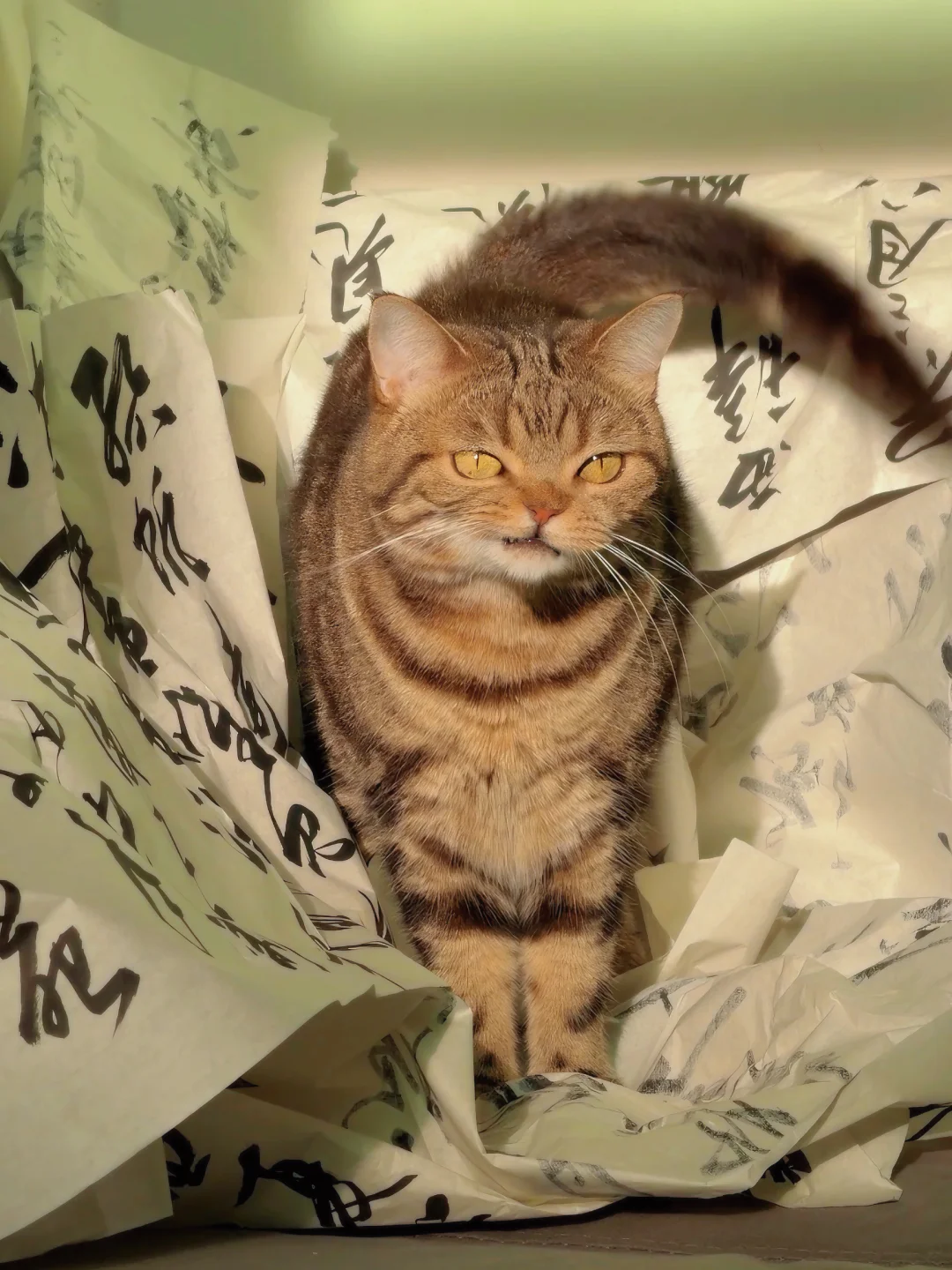 真的很像一只猫咪啊