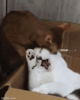 猫猫：看我把你打包送走 ​​​