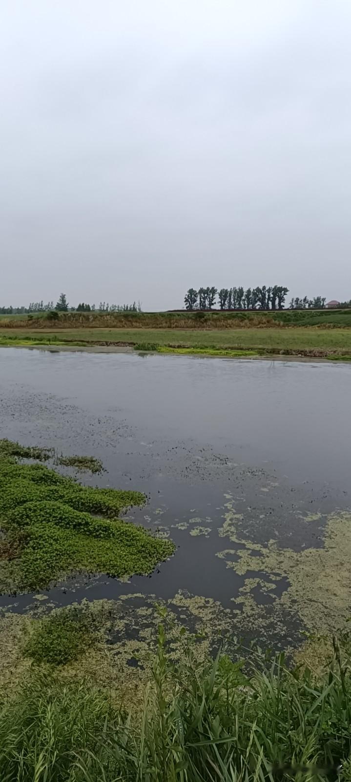 昨天晚上俺闺女说，妈，你请俺全班吃巧乐兹冰淇淋吧，我说为啥，她说这样他就可以吃冰