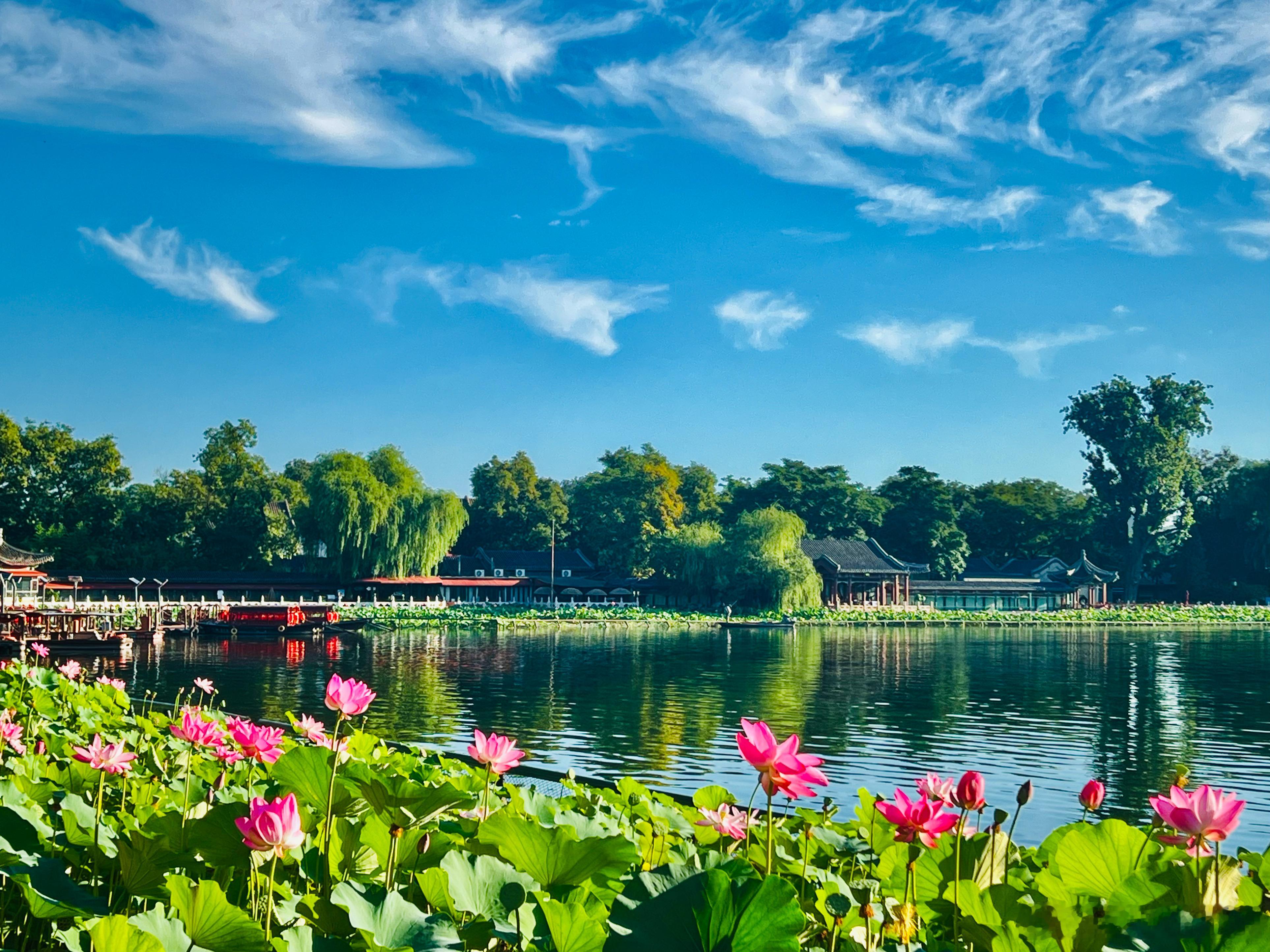 清晨的北京什刹海荷花市场摄影​​​