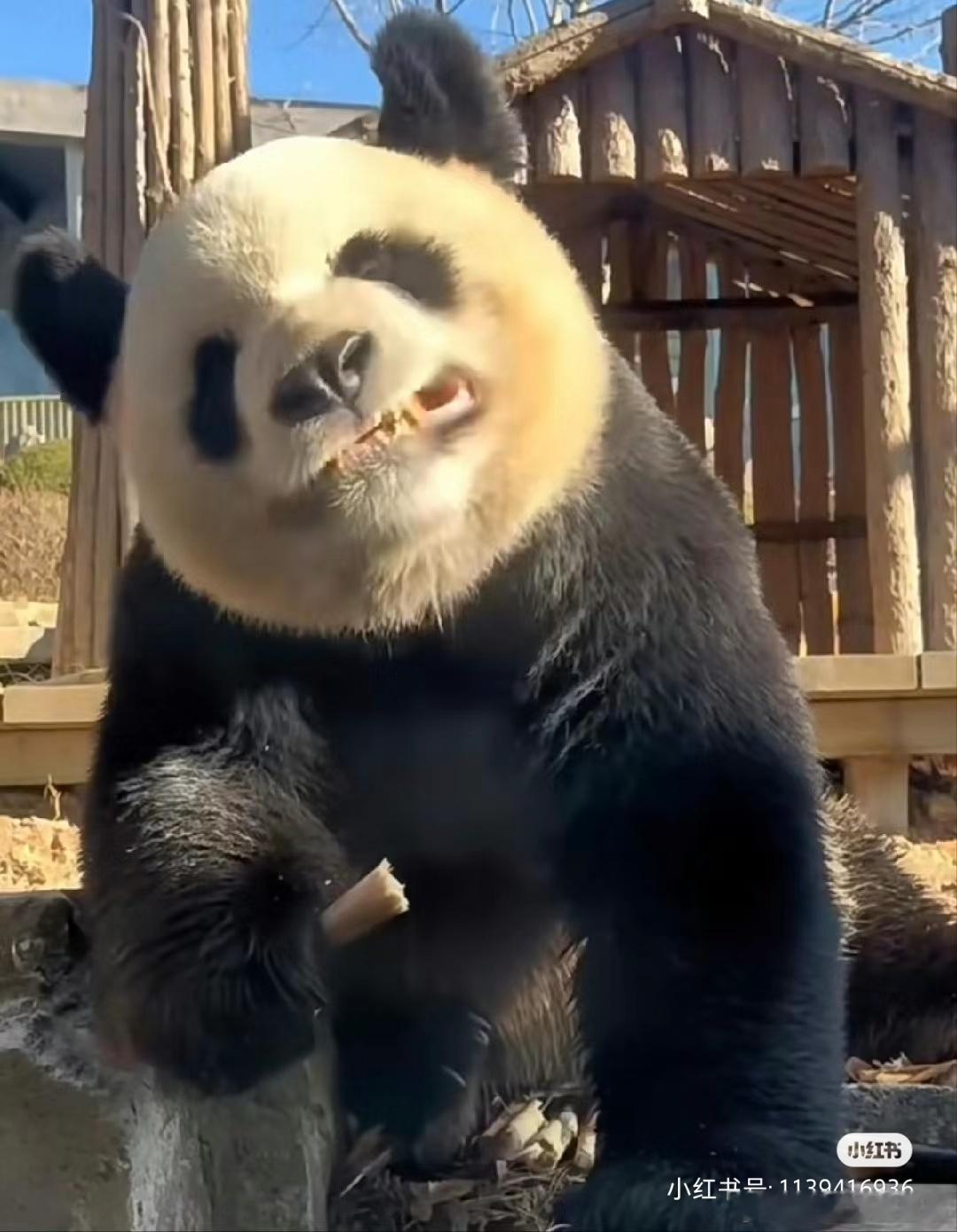 追星带来的内耗更加严重如果把偶像当做榜样，追星能让自己成为更好的自己，没有什么不