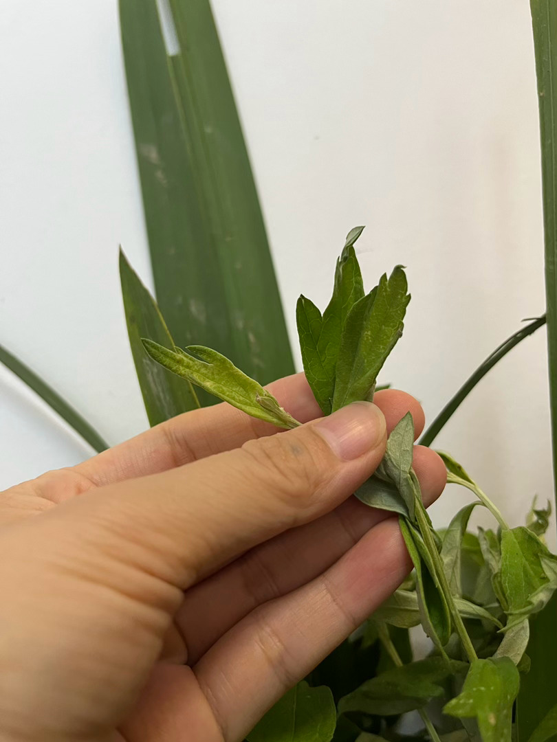 明天端午节大家记得买点菖蒲和艾草放门口或挂起来，数字要单数，比如两根艾草一根菖蒲